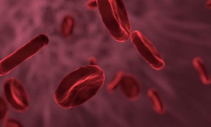 red-blood-cells-3188223_1000