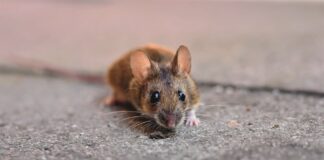 Foto: Pexels.com / Ralph